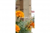 Medinis namas  Betula MC 878