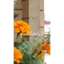 Medinis namas  Betula MC 878